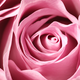 Illustration for article titled New Stretchable Circuitry Is Inspired by Rose Petals